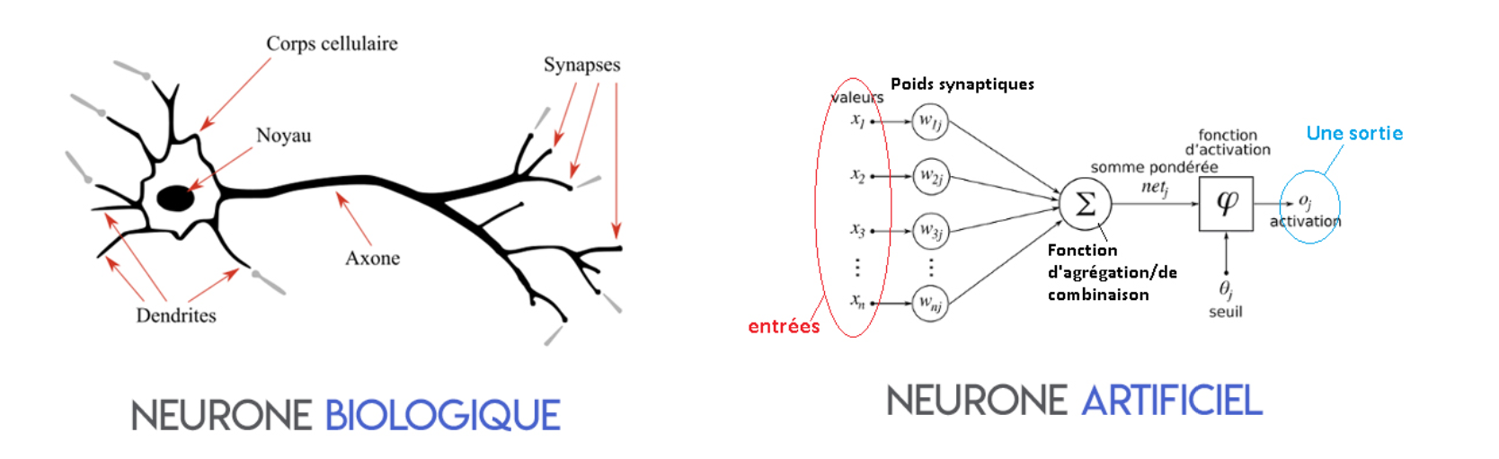 Représentation mathématique/informatique d’un neurone biologique